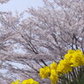 春暖　桜と水仙