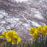 春暖　桜と水仙　Ⅱ