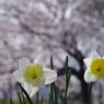 春暖　桜と水仙　Ⅲ