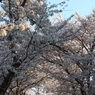 桜のトンネル