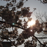 朝日さす
