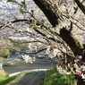 桜道