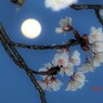 夜桜見物
