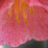 DSC_0036