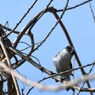 エナガ　DSC_1096