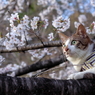 満開だ～ぁ！