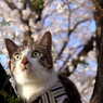 花見です！