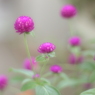 センニチコウ2 2017 S-Takumar 55mmF1.8/E-P2