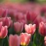 Tulip♪