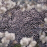 満開～勝間田川岸の桜～