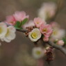 春暖　木瓜