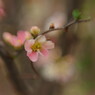 春暖　木瓜　Ⅱ