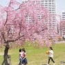 枝垂れ桜の下で、、、。