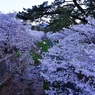 早朝の桜(夙川河川敷)