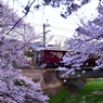 電車と桜(夙川河川敷)