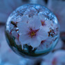 桜玉