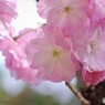 八重紅大島咲くくラ～①