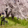 桜並木