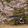 桜前線 追いかけて