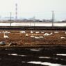 田んぼの白鳥