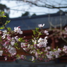 桜４