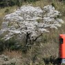 キハ山桜2