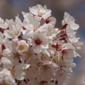 満開の桜を眺めてⅢ
