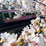 桜に囲まれて