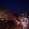 夜桜トラム