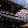 山門の桜吹雪