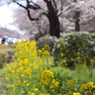 菜の花&桜・国立