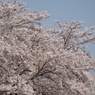 満開の桜を眺めてⅨ