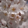 花見