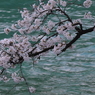 Ｓａｋｕｒａ part３