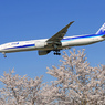 「青空」  桜 満開 と 飛行機　今でしょ。
