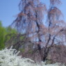 春暖　枝垂桜