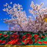 ～京都 桜　円山公園～たこ焼きコラボ