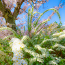 ～京都 桜　円山公園～