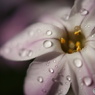 春雨Ⅴ