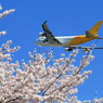 「青空」　さくらと✈ジャンボ機のコラボ✈