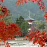 大覚寺大沢池 秋