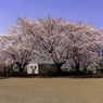 桜1