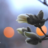 写真掌編『こぶし』２：月に吠える 1/2：写真句
