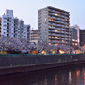 夕暮れ桜みち