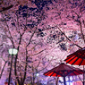 祇園白川桜天井