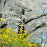 spring for tokyoites 2018