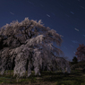 沈む冬の第三角と枝垂れ桜