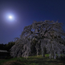 月夜の枝垂れ桜*1