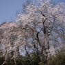 枝垂れ桜