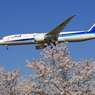 「青が大好き」 ☀ANA B787-9 JA885A着陸します